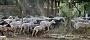 0180 camping Pian del Fosse